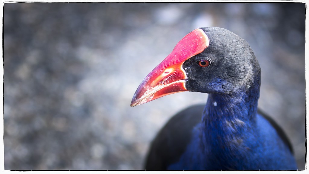 Pukeko_DSC5416